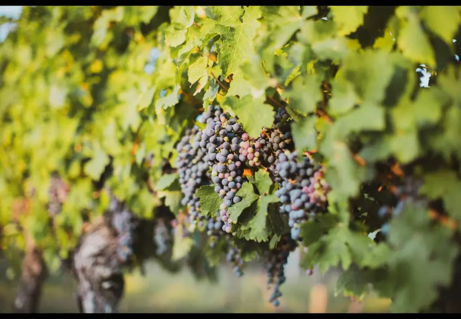 Viticoltura in Italia: un viaggio attraverso terroir e tradizioni