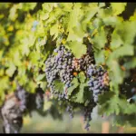 Viticoltura in Italia: un viaggio attraverso terroir e tradizioni